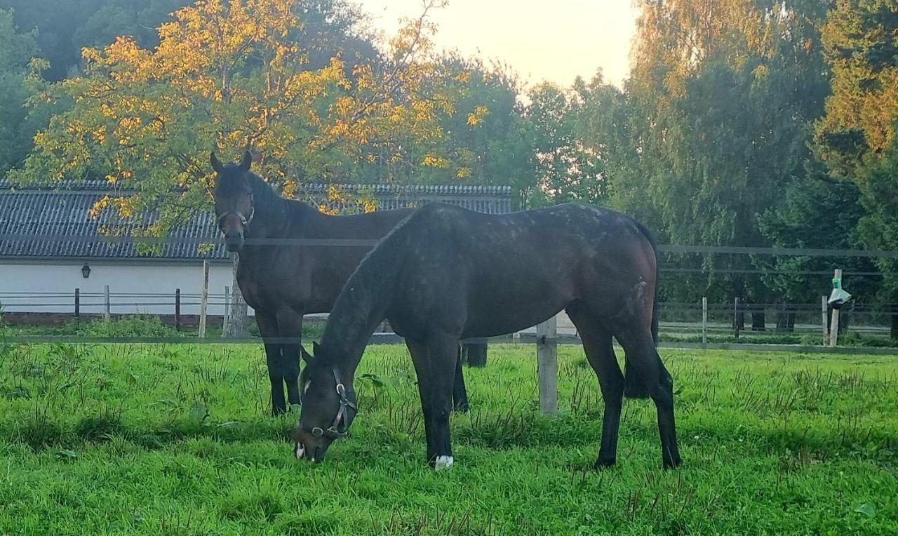 Haras Du Bois * Formerie